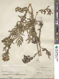 Tanacetum vulgare image