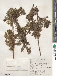 Tanacetum vulgare image