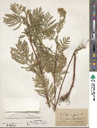 Tanacetum vulgare image