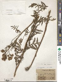 Tanacetum vulgare image