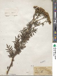 Tanacetum vulgare image