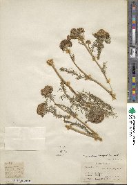 Tanacetum longifolium image