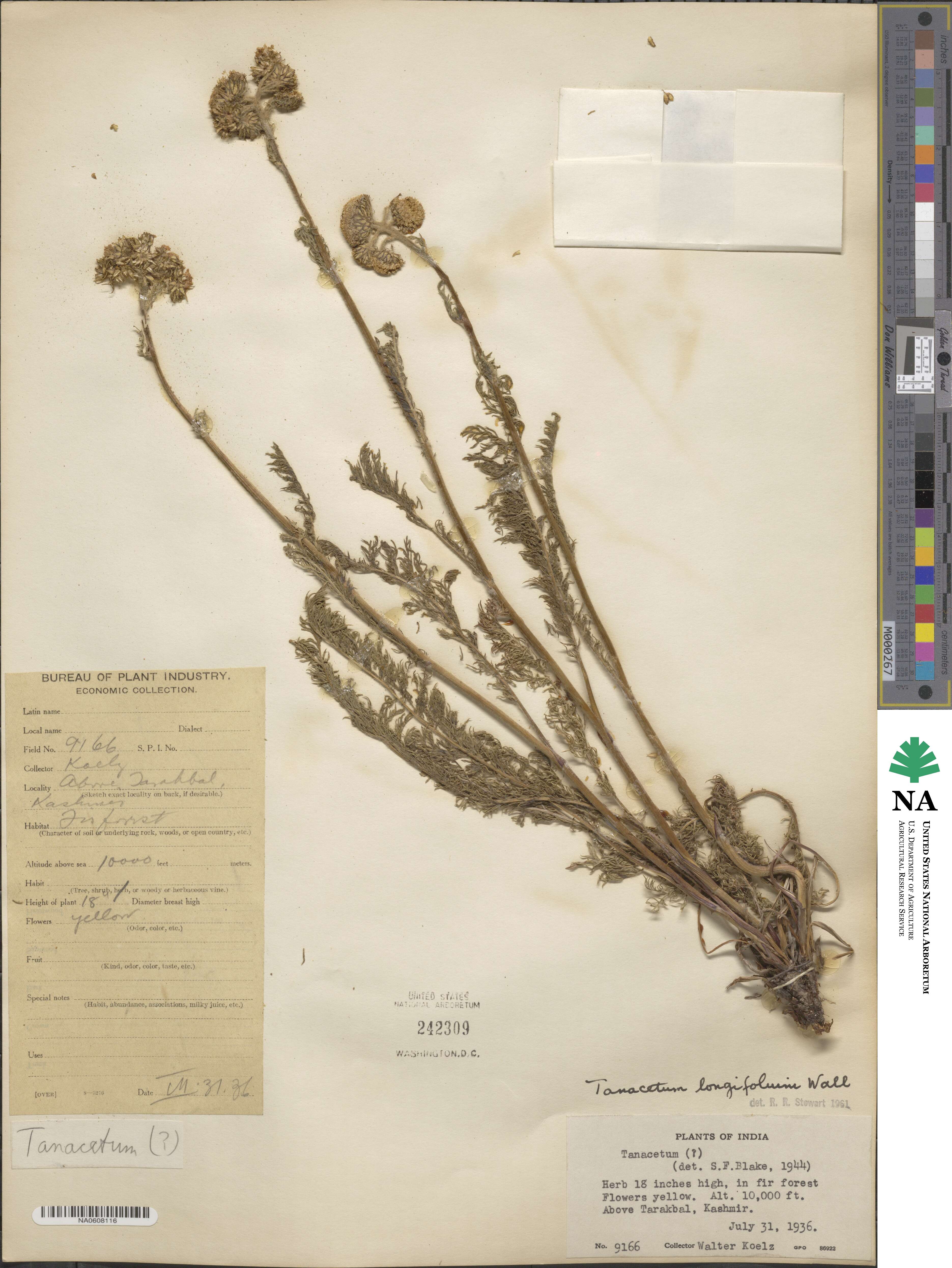 Tanacetum longifolium image