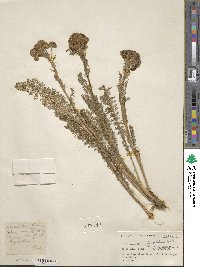 Tanacetum longifolium image