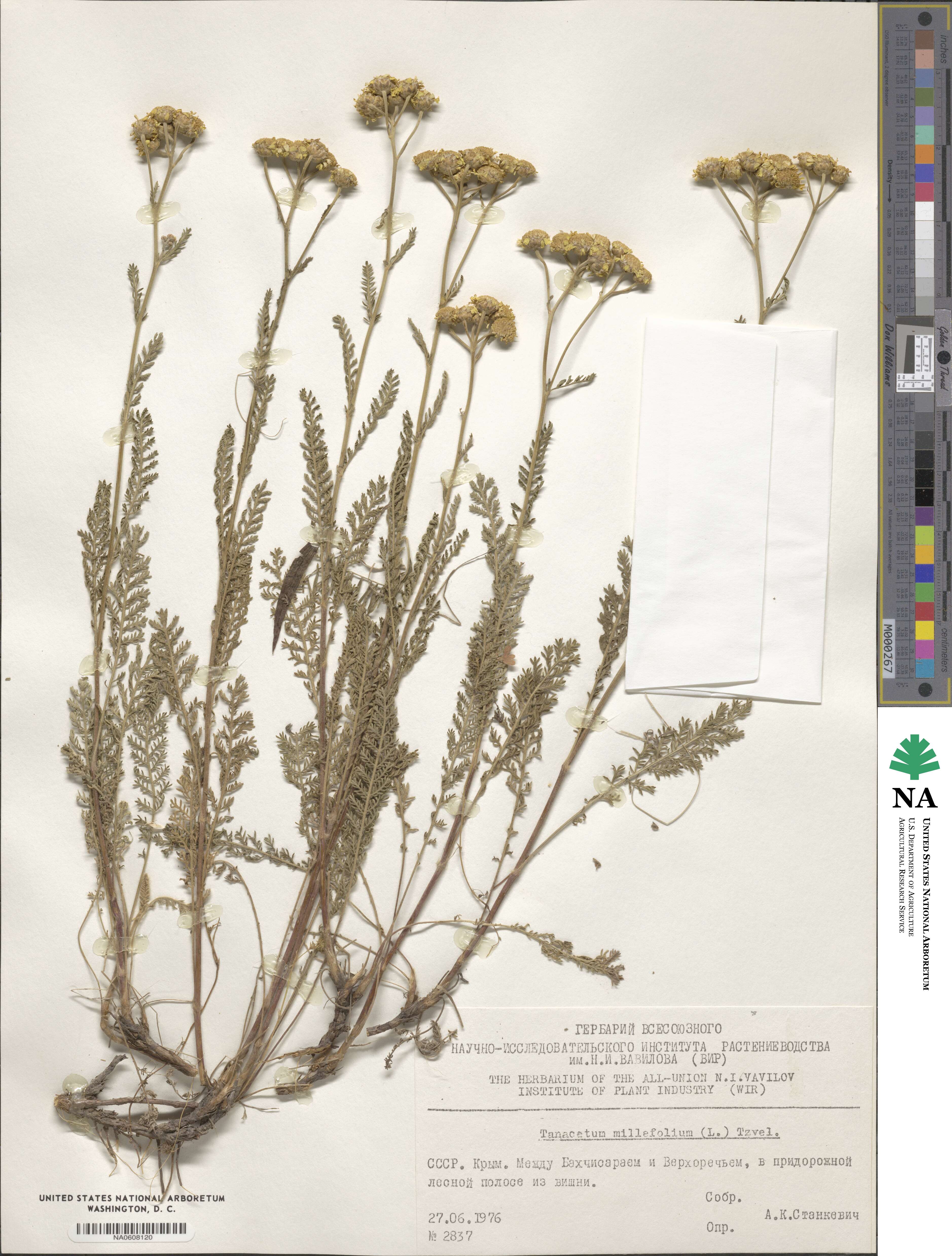 Tanacetum millefolium image