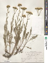 Image of Tanacetum millefolium