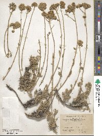 Tanacetum tomentosum image