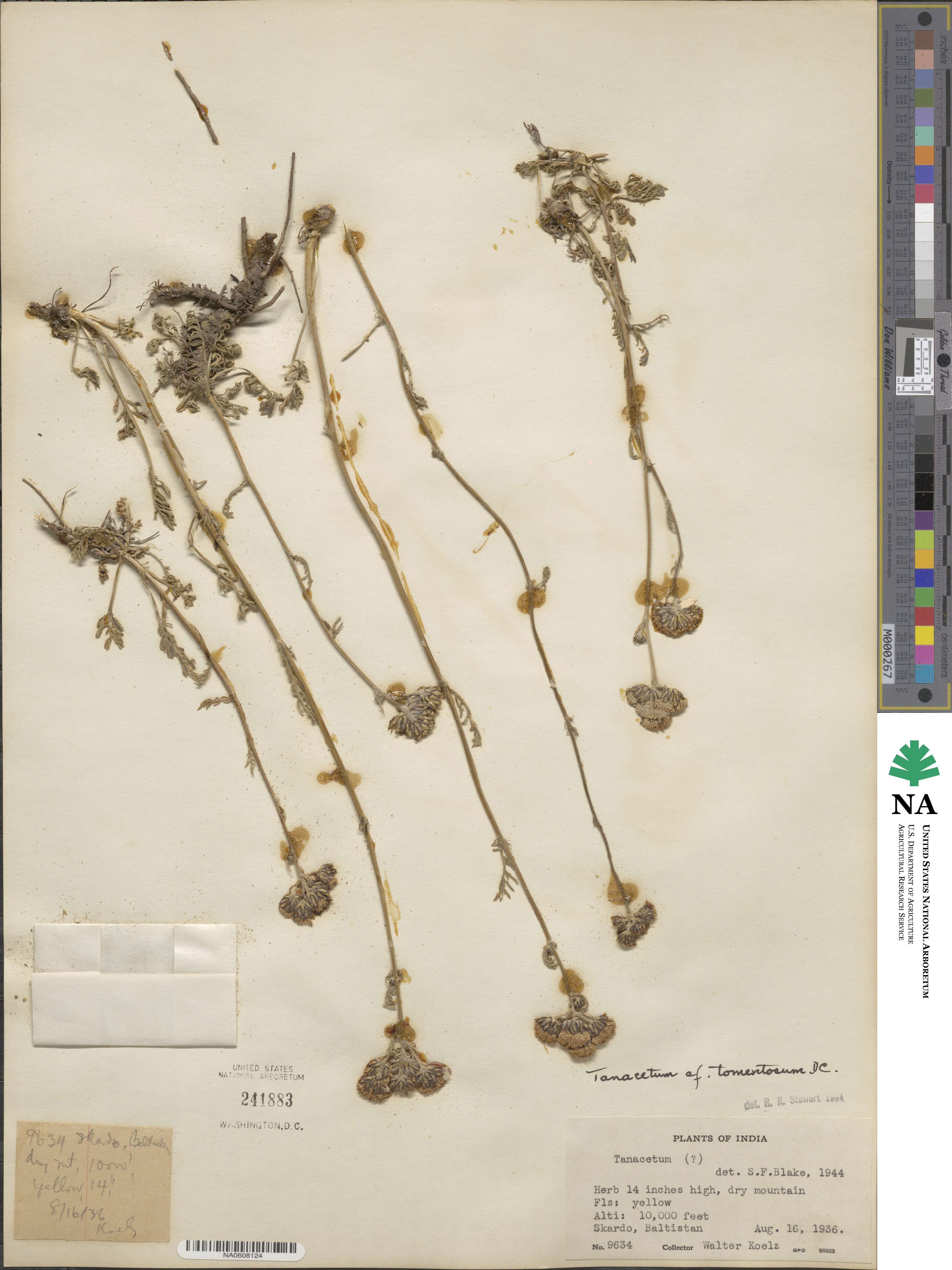 Tanacetum tomentosum image