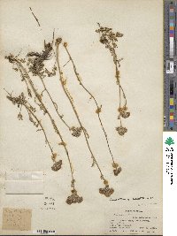 Tanacetum tomentosum image