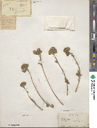 Tanacetum tomentosum image