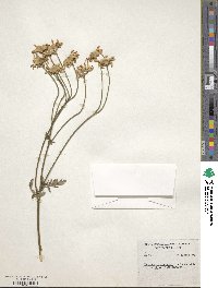 Image of Tanacetum corymbosum