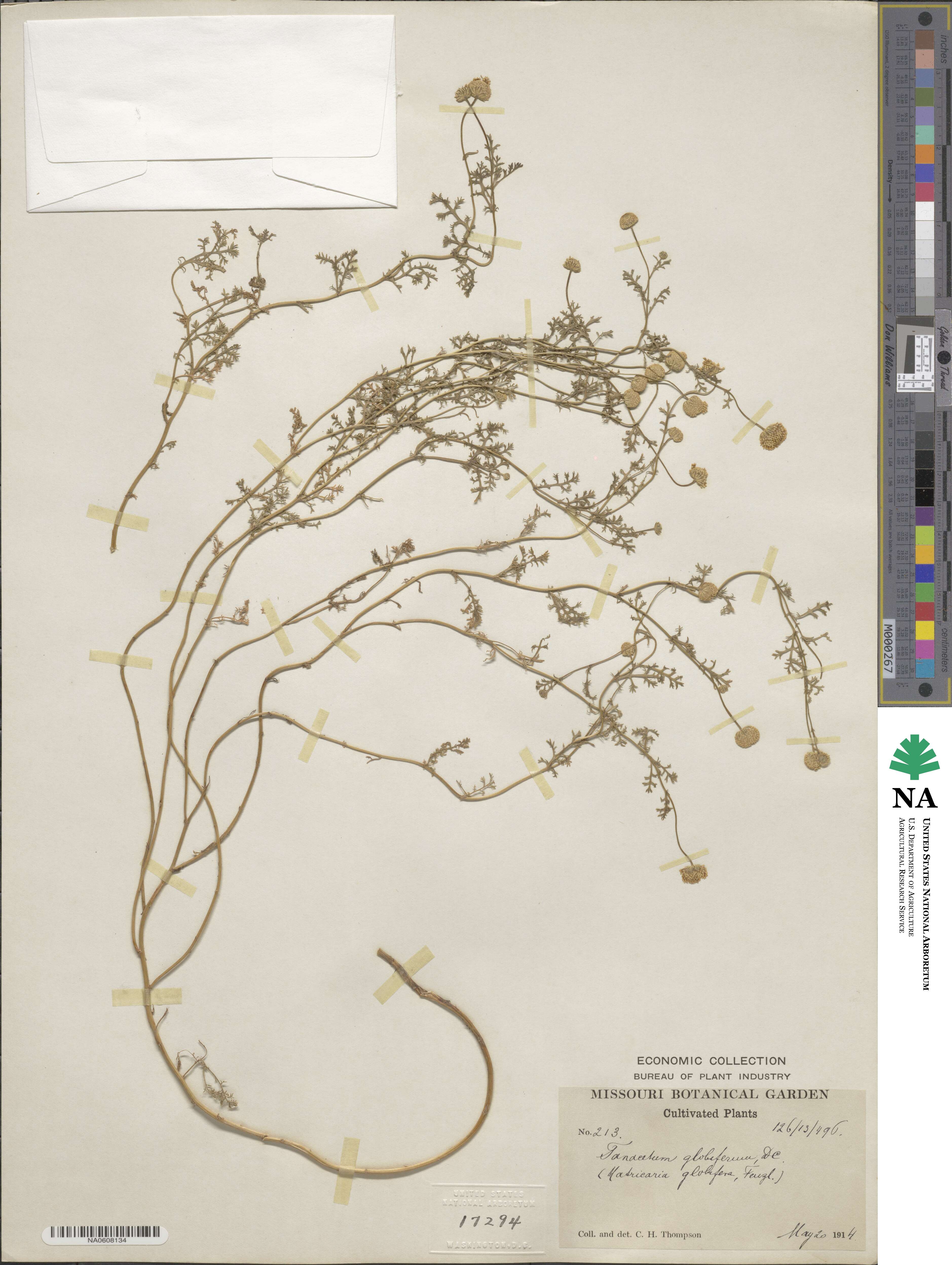 Oncosiphon piluliferum image