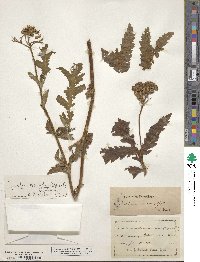 Tanacetum macrophyllum image