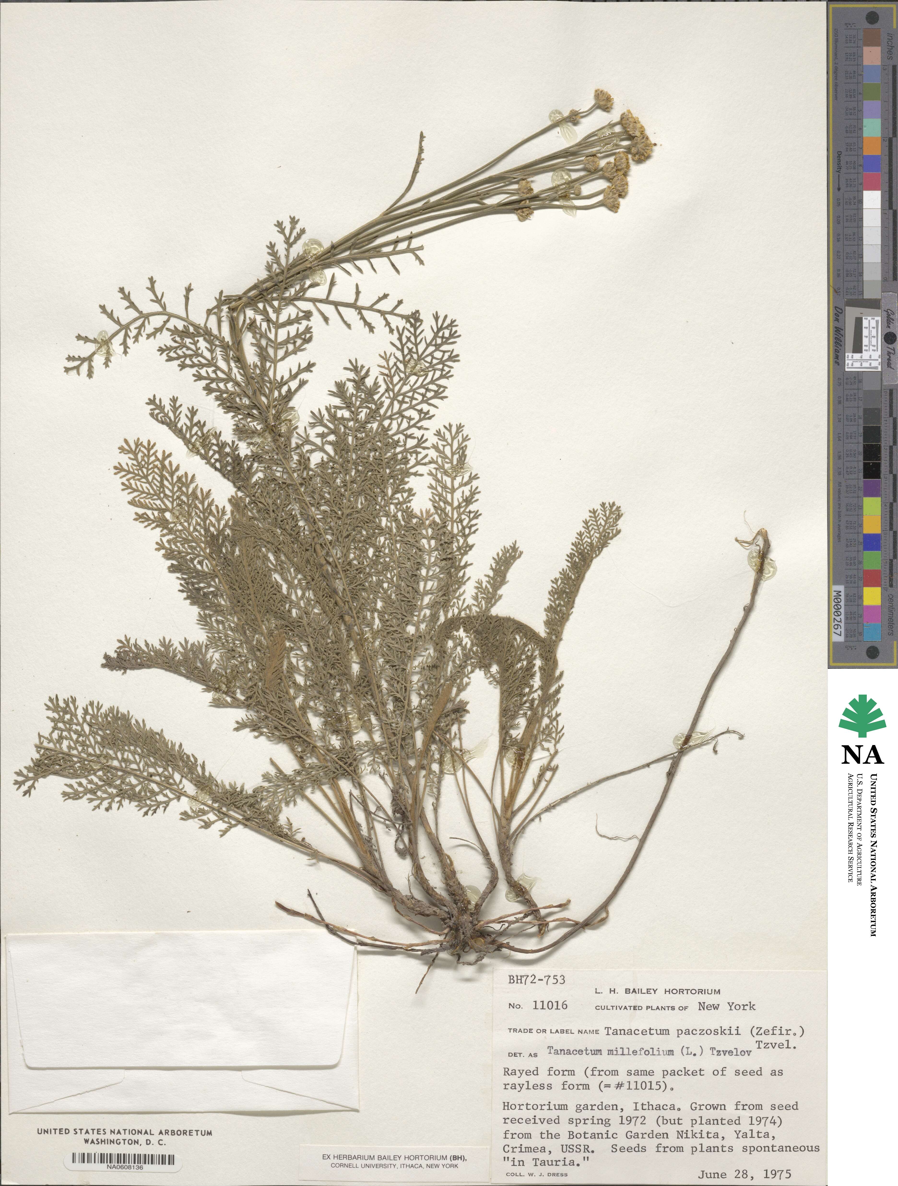 Tanacetum paczoskii image