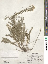 Image of Tanacetum paczoskii