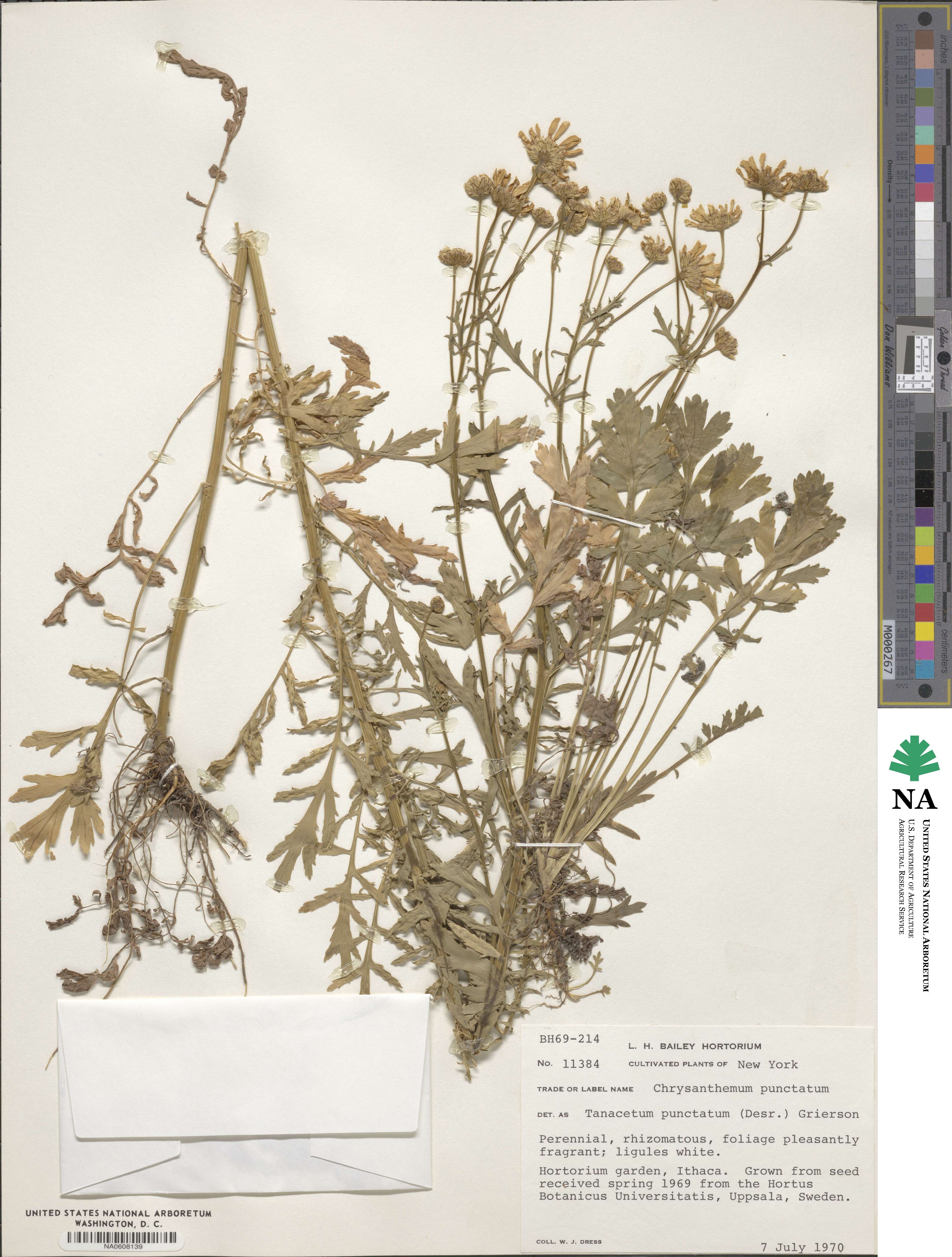 Tanacetum punctatum image