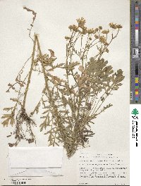 Image of Tanacetum punctatum