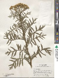 Tanacetum vulgare image