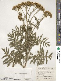 Tanacetum vulgare image