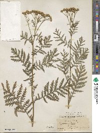 Tanacetum vulgare image