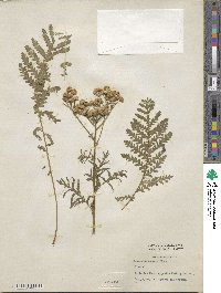 Tanacetum vulgare image