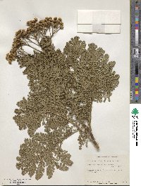 Tanacetum vulgare subsp. vulgare image