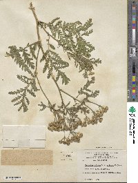 Tanacetum vulgare subsp. vulgare image