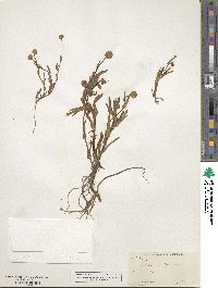 Cotula coronopifolia image