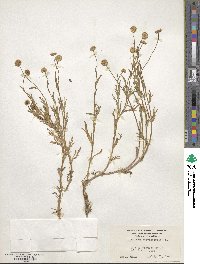 Cotula coronopifolia image