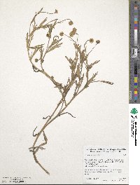 Cotula coronopifolia image