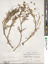 Cotula coronopifolia image