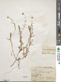 Cotula coronopifolia image