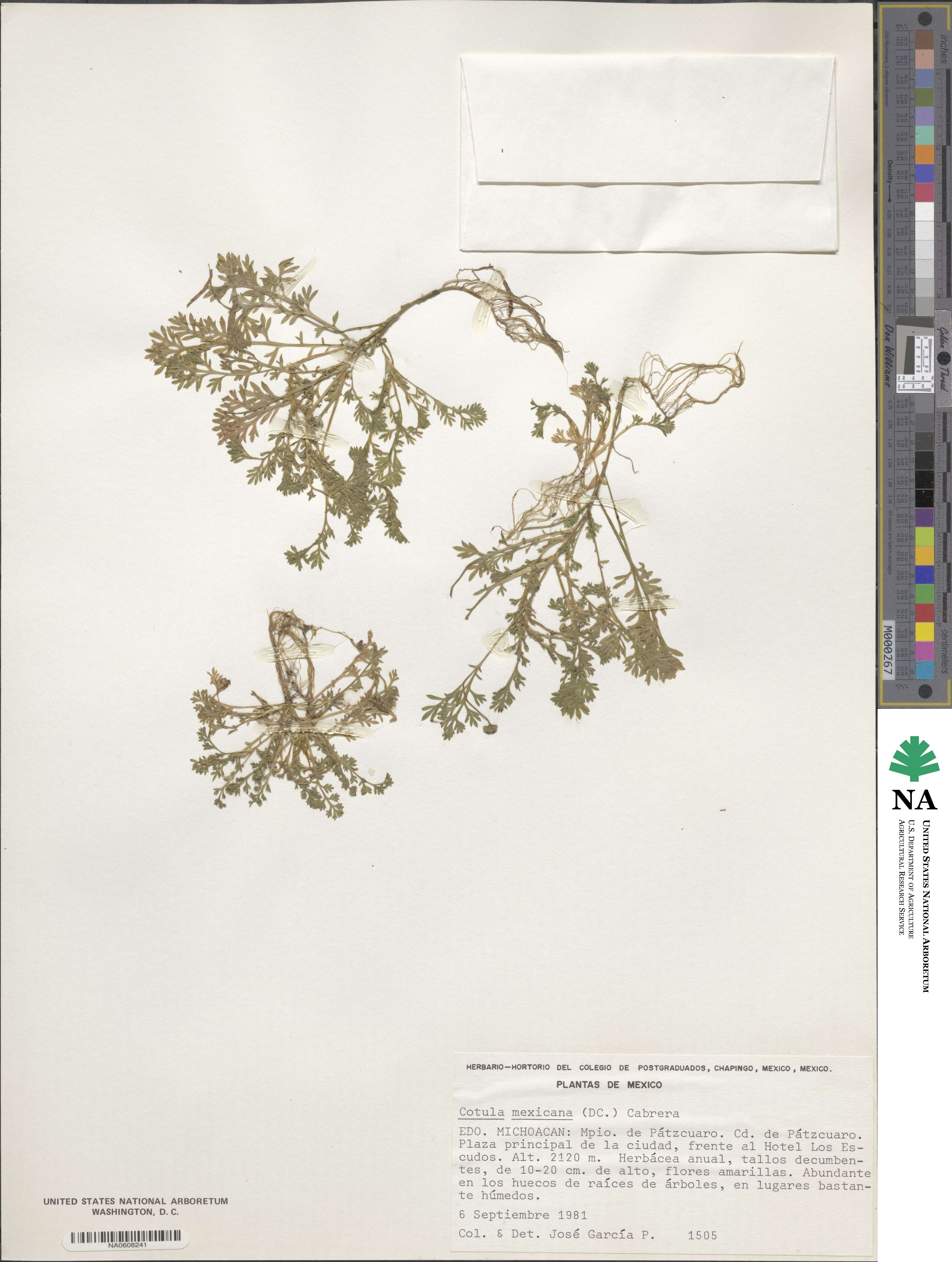 Cotula mexicana image
