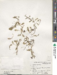 Leptinella scariosa image