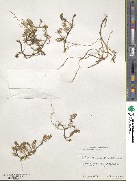 Leptinella scariosa image