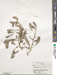 Leptinella scariosa image