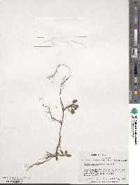 Leptinella scariosa image