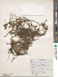 Leptinella scariosa image