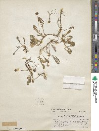 Leptinella scariosa image