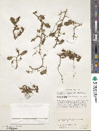 Leptinella scariosa image