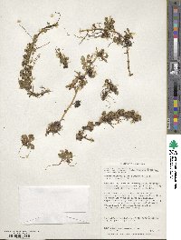 Leptinella scariosa image