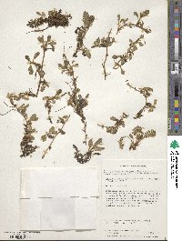 Leptinella scariosa image