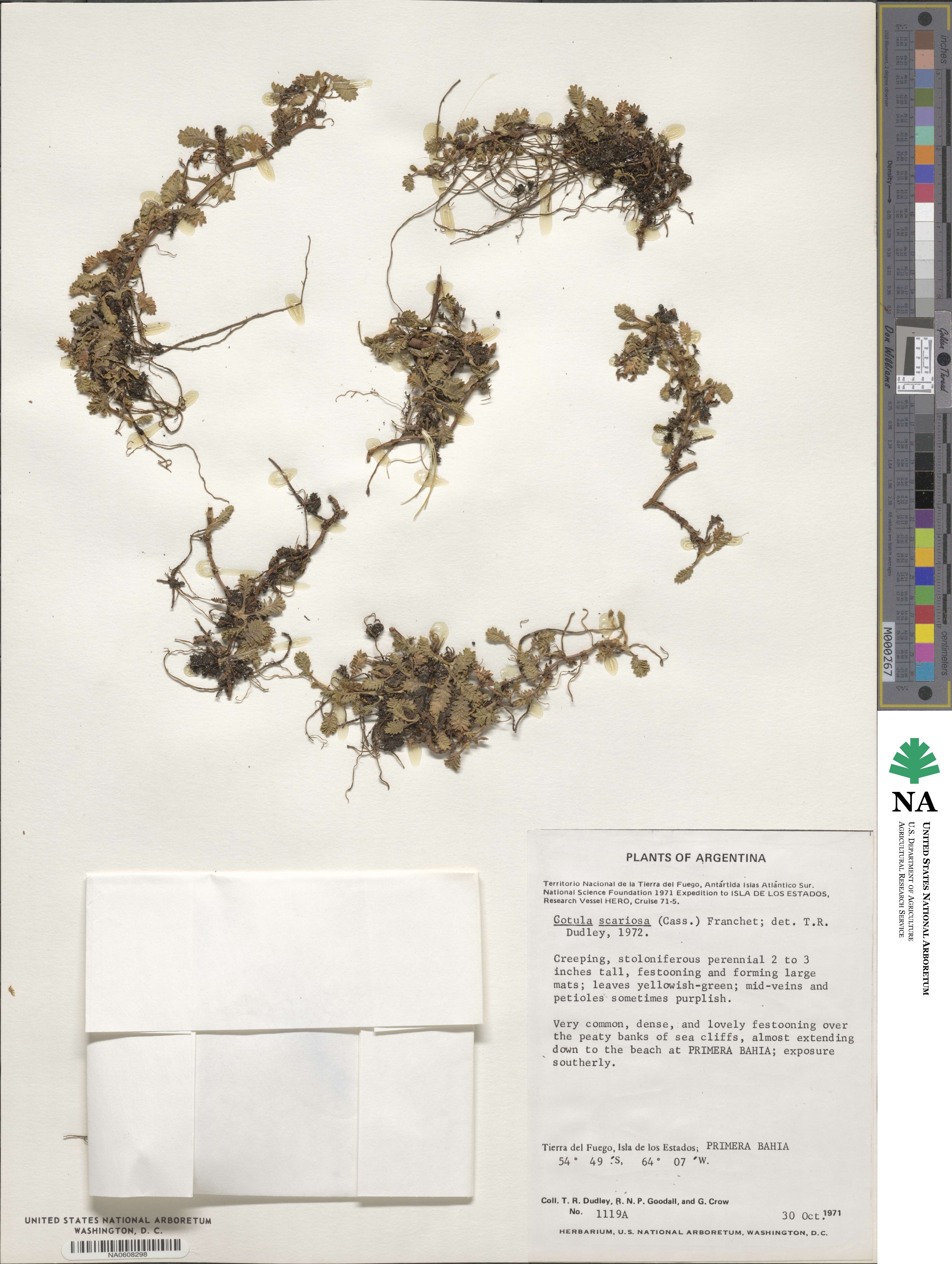 Leptinella scariosa image
