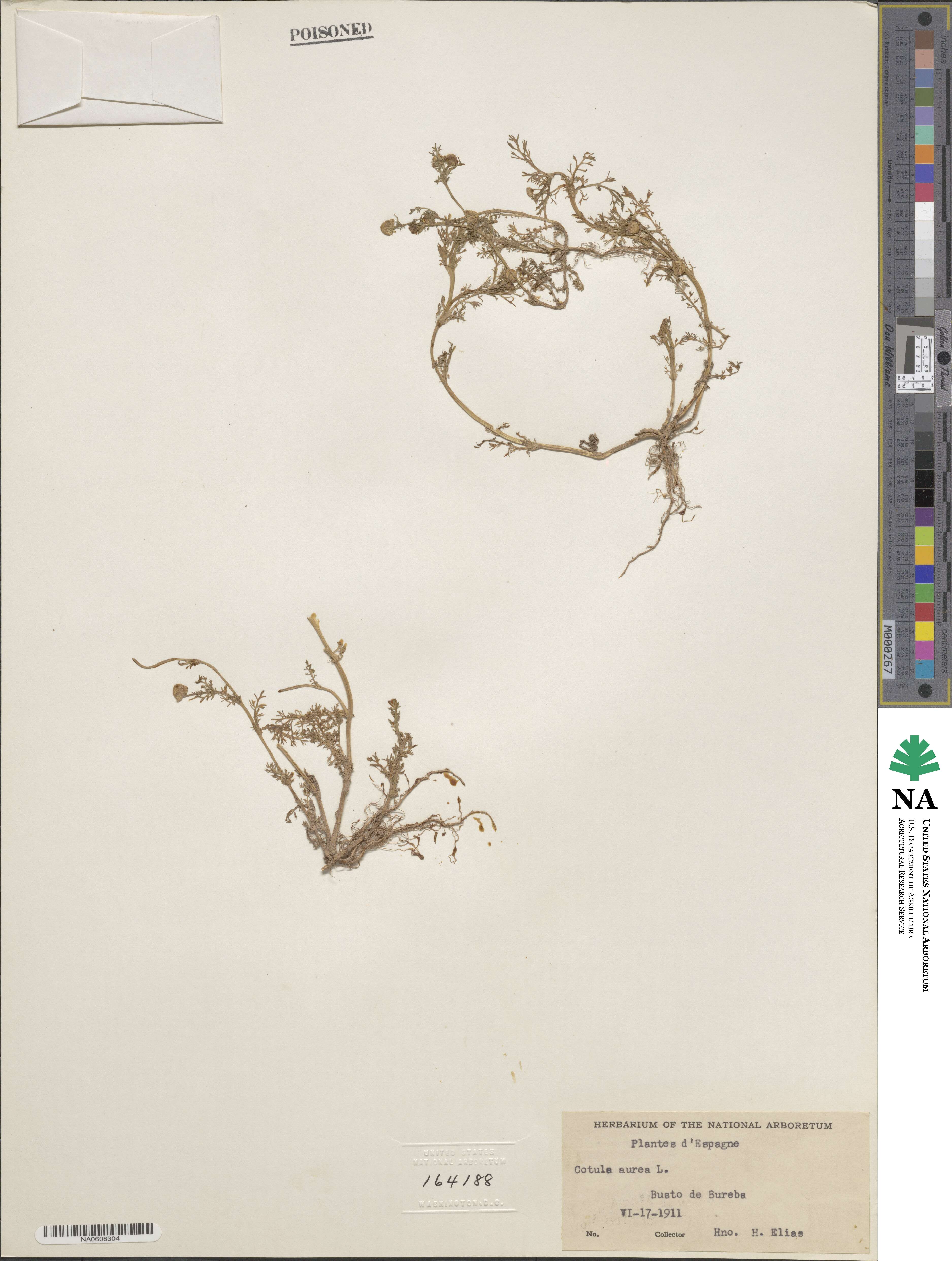 Cotula aurea image