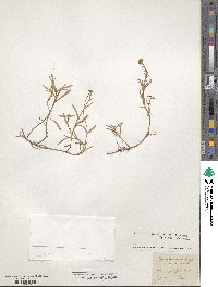 Cotula coronopifolia image