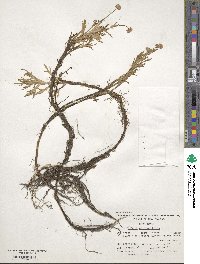 Cotula coronopifolia image