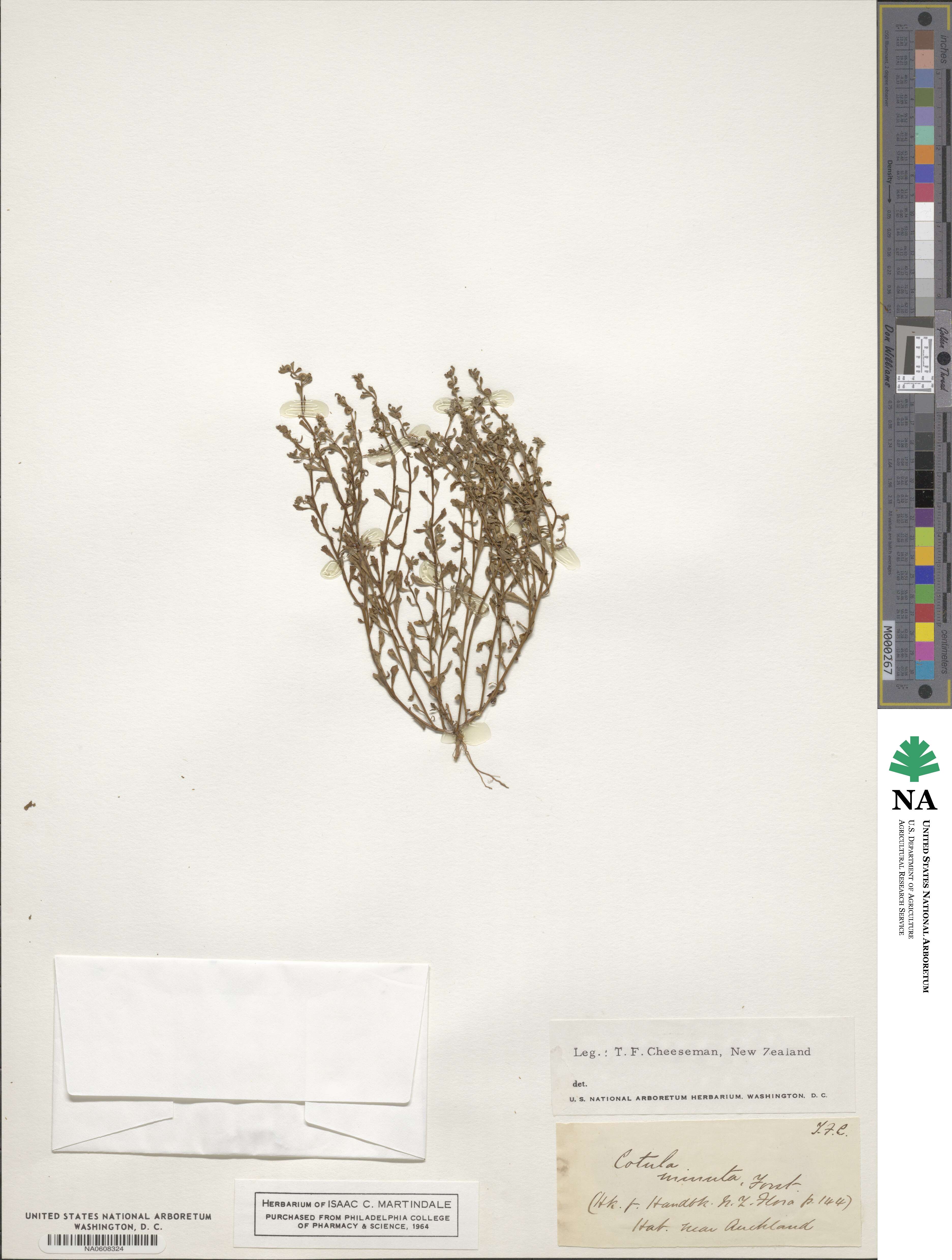 Cotula minuta image