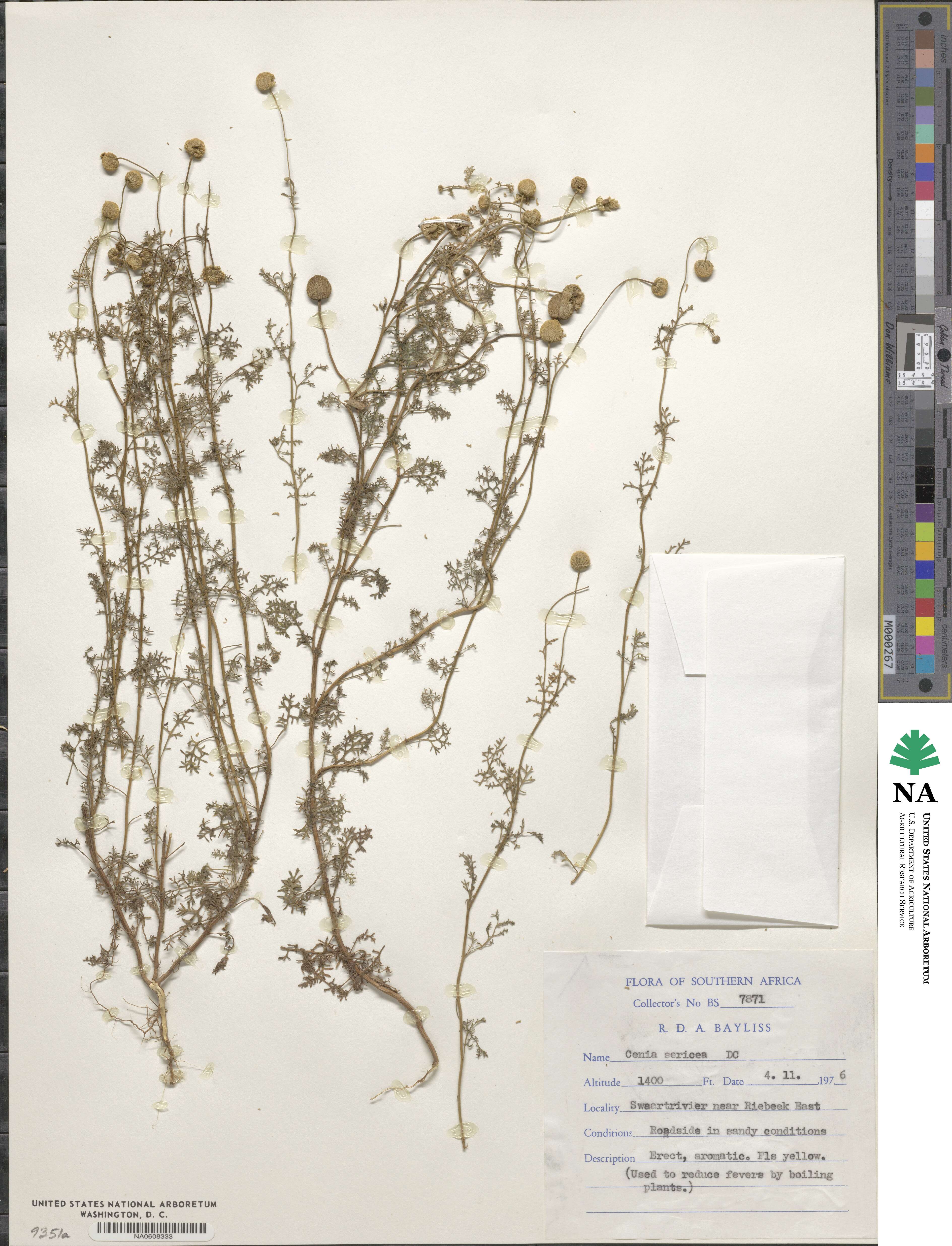 Cotula sericea image
