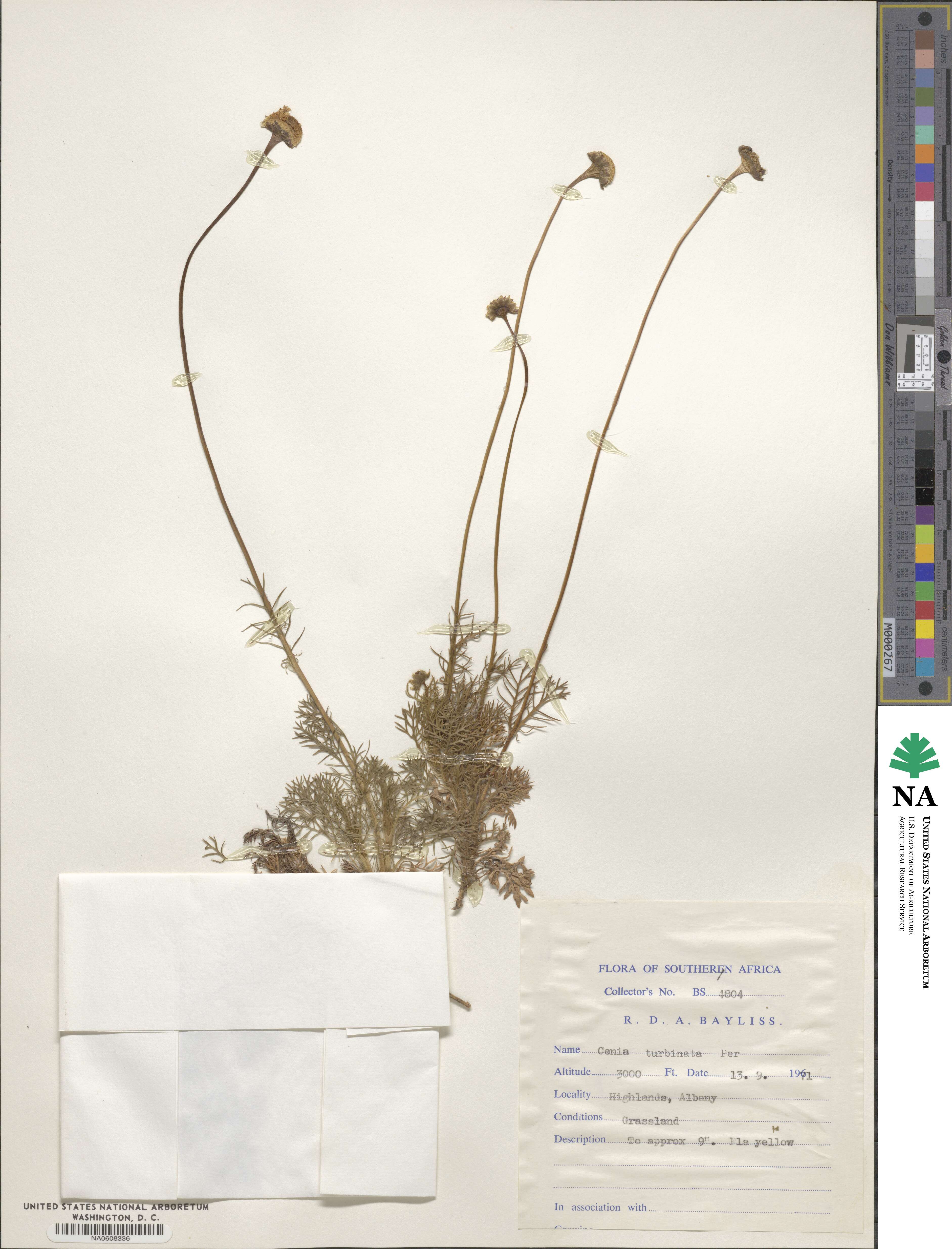 Cotula turbinata image