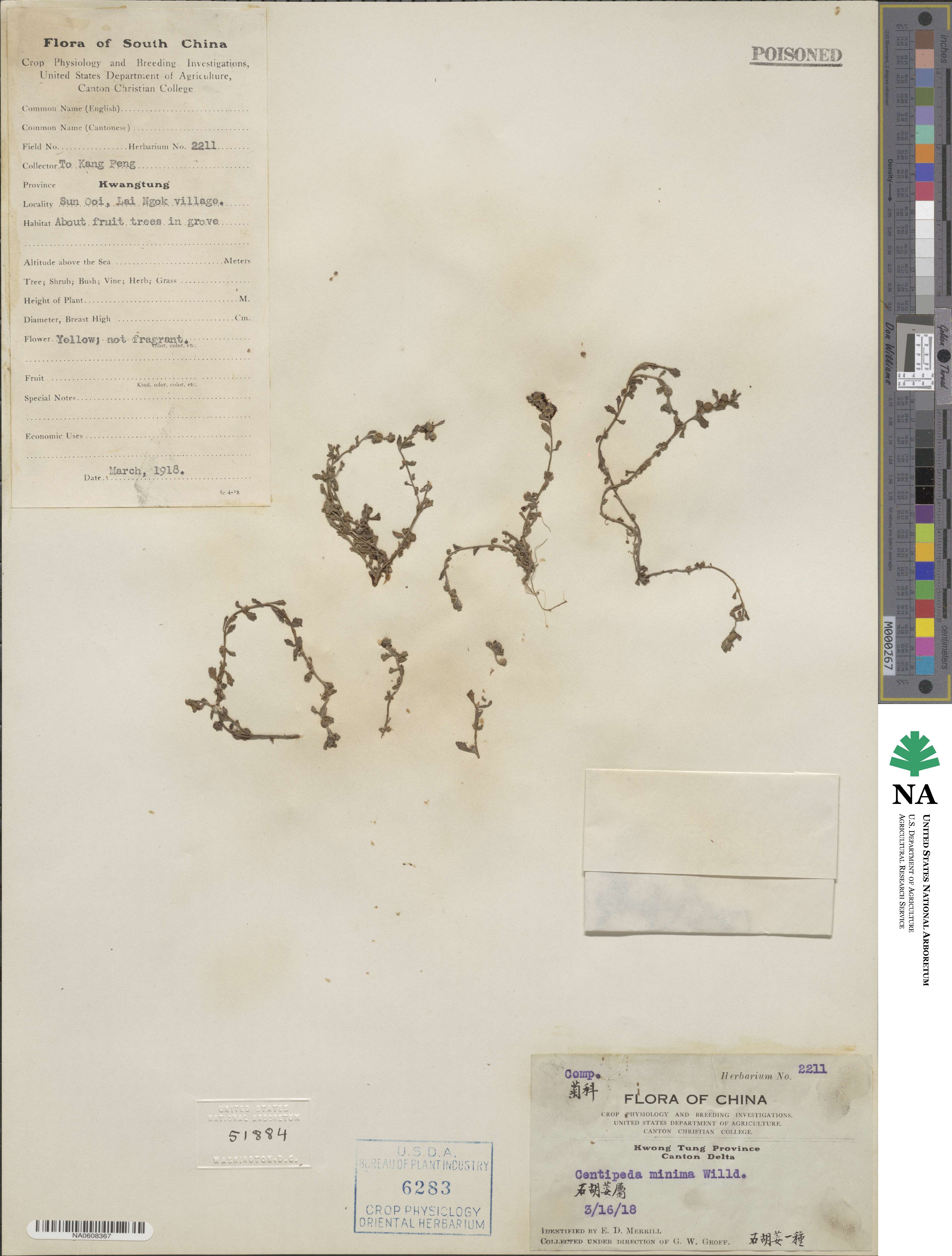 Centipeda minima image